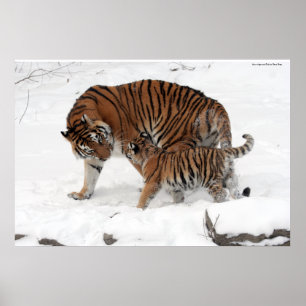 Amur-Tiger und CUB Poster