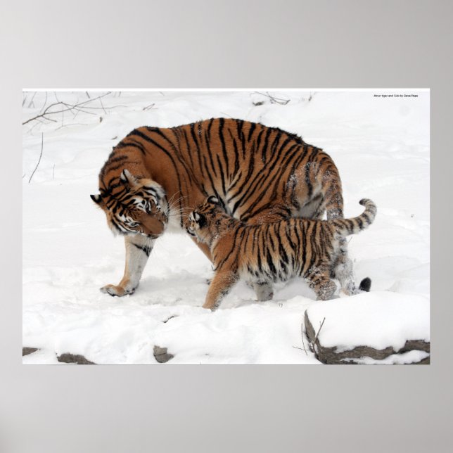 Amur tiger und Cub Poster (Vorne)