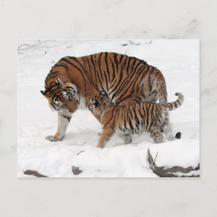 Amur tiger und Cub Postkarte