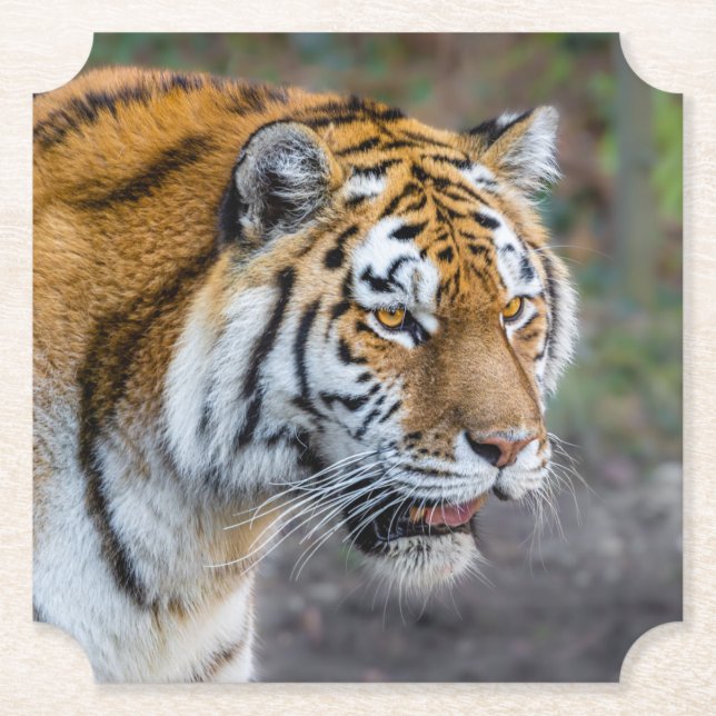 Amur tiger untersetzer (Vorderseite)