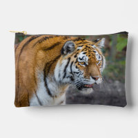 Amur tiger