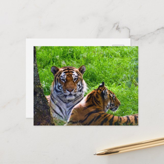 Amur Tigers Postcard Postkarte (Vorderseite/Rückseite Beispiel)