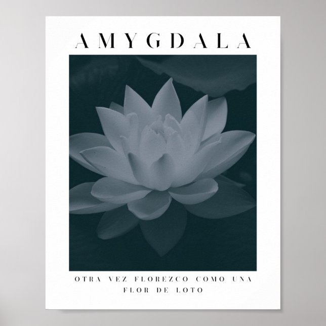 AMYGDALA - LOTUS-BLUME, Graupalette, Vintag Poster (Vorne)