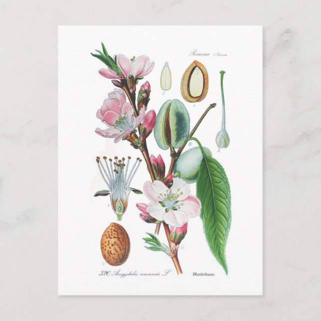 Amygdalus communis (Almond) Postkarte (Vorderseite)