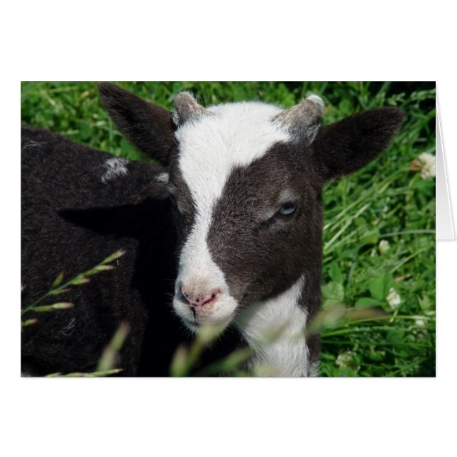 Amy's Lamb (Vorderseite (Horizontal))