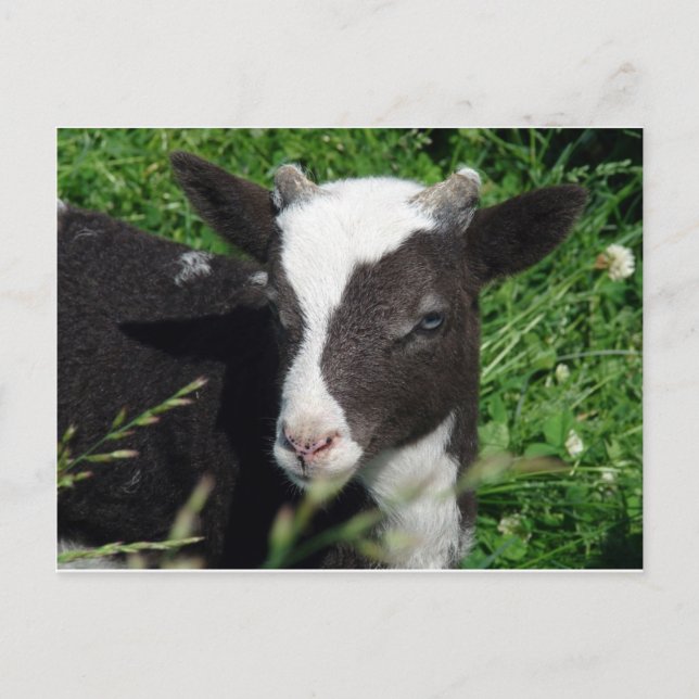 Amy's Lamb Postkarte (Vorderseite)