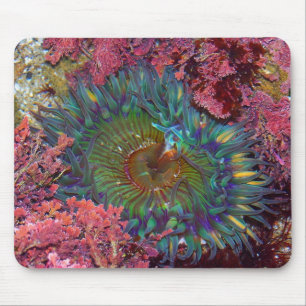 Amzing grüne Anemone Mousepad