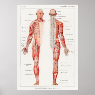 An antique of the human nervous system by Galtier Poster