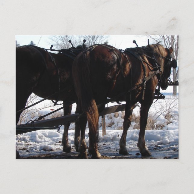 An der Hitching Post Postkarte (Vorderseite)