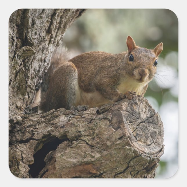 An inquisitive squirrel perched on a tree branch. quadratischer aufkleber (Vorderseite)