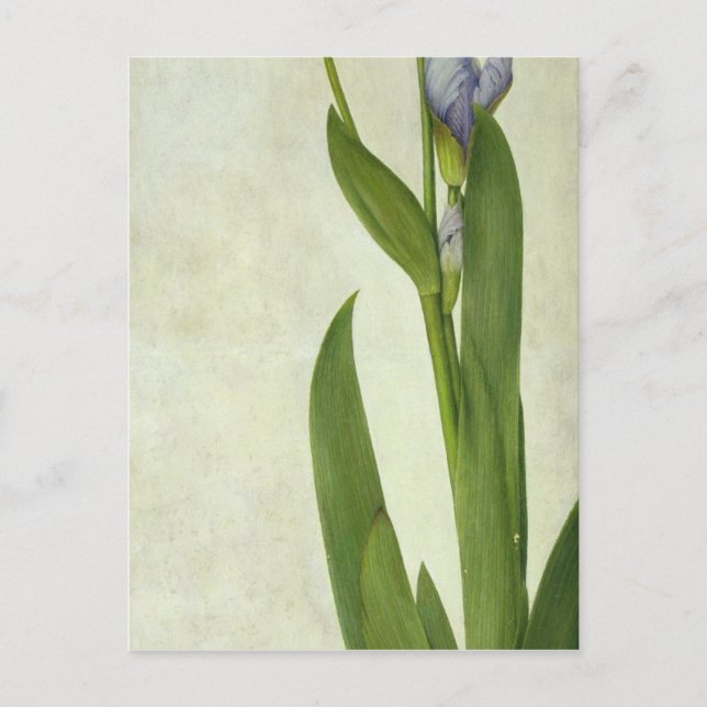 An Iris Postkarte (Vorderseite)