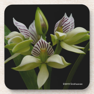 Anacheilium Chacoense Getränkeuntersetzer