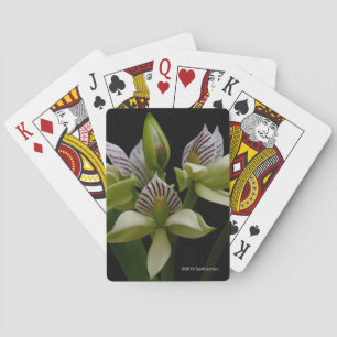 Anacheilium Chacoense Spielkarten