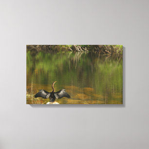 Anahinga in den Everglades Leinwanddruck