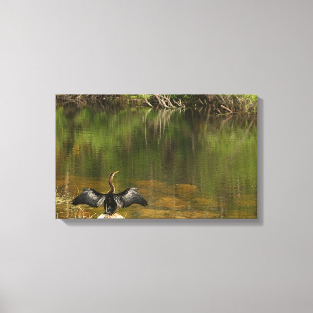 Anahinga in den Everglades Leinwanddruck (Vorderseite)