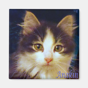 Anakin Two Leged Cat, Niedliches Kitten Square Mag Magnet