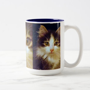 Anakin zwei mit Beinen versehene Katze, niedliche Zweifarbige Tasse