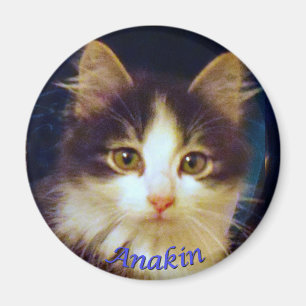 Anakin zwei mit Beinen versehene Katze, niedliches Magnet