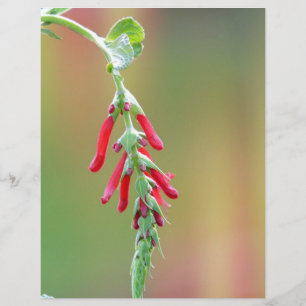 Ananapfelblüte