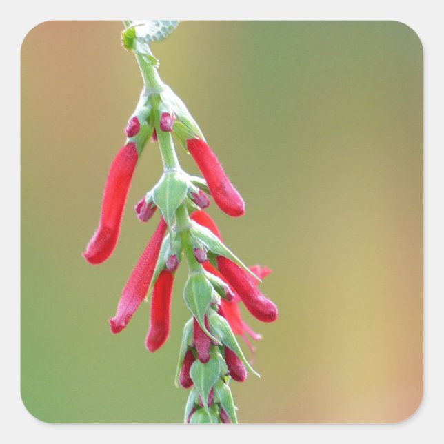 Ananapfelblüte Quadratischer Aufkleber (Vorderseite)