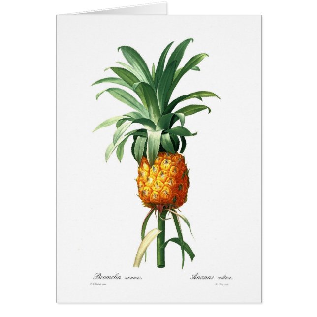 Ananas (Vorne)