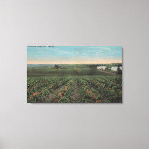 Ananas-Ananas-Ananas-Anbaufläche für Ernte in Flor Leinwanddruck