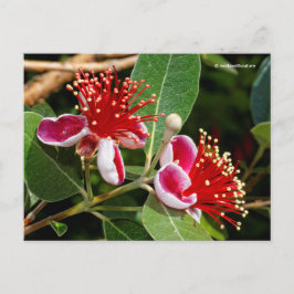 Ananas-Ananas-Guava / Guavasteen / Feijoa Postkarte