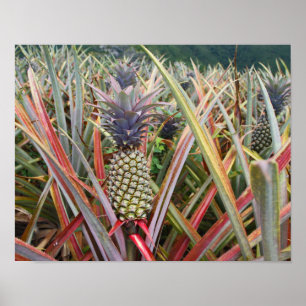 Ananas, Ananasfeld, Fotografie Poster