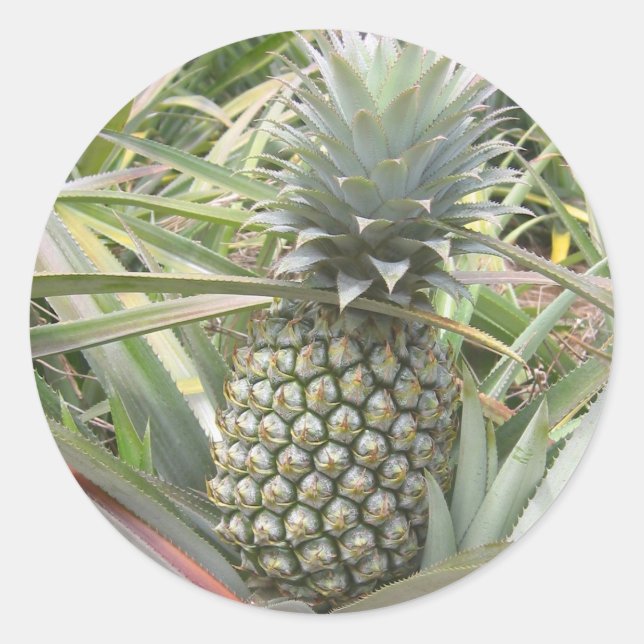 Ananas-Aufkleber Runder Aufkleber (Vorderseite)