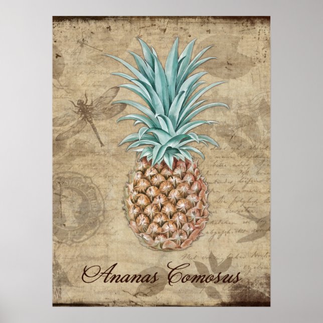Ananas Comosus - Naturgeschichte Poster (Vorne)