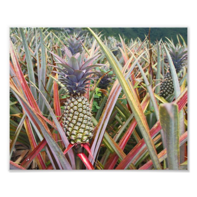 Ananas-Feld, Ananas, Fotografie (Vorne)