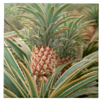 Ananas-Feld