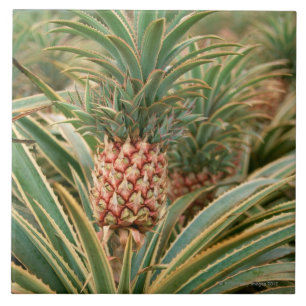 Ananas-Feld Fliese