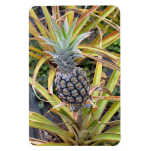 Ananas-Foto-Magnet Magnet