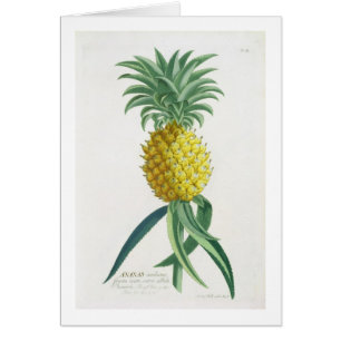 Ananas graviert von Johann Jakob Haid (1704-67)