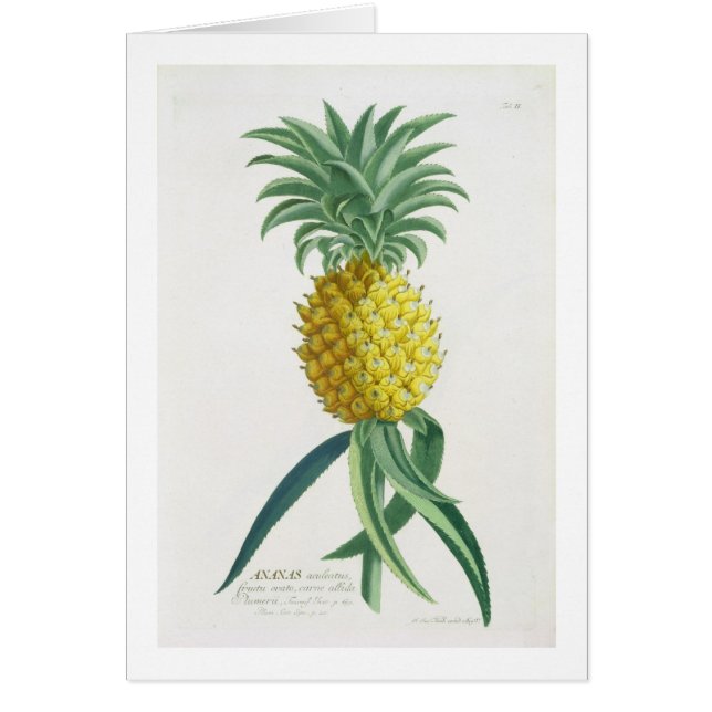Ananas graviert von Johann Jakob Haid (1704-67) (Vorne)