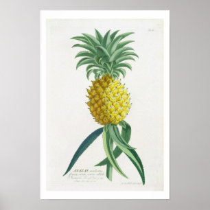 Ananas graviert von Johann Jakob Haid (1704-67) Poster