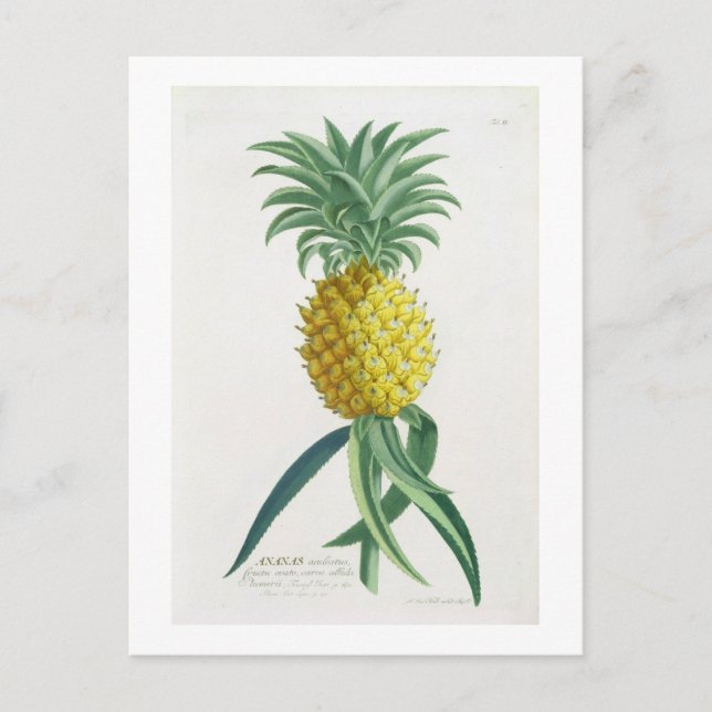 Ananas graviert von Johann Jakob Haid (1704-67) Postkarte (Vorderseite)