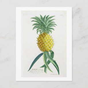 Ananas graviert von Johann Jakob Haid (1704-67) Postkarte