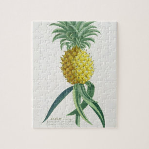 Ananas graviert von Johann Jakob Haid (1704-67) Puzzle
