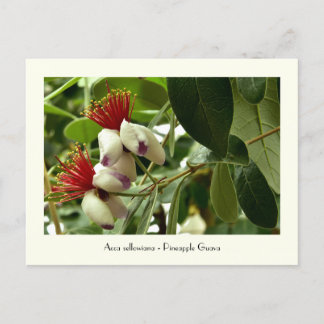 Ananas Guava Collectible Postcard Postkarte