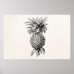 Ananas-Illustration aus der viktorianischen Zeit A Poster