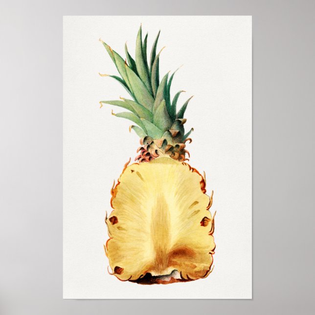 Ananas in halber Fruchtwasser-Aquarellmalerei gesc Poster (Vorne)