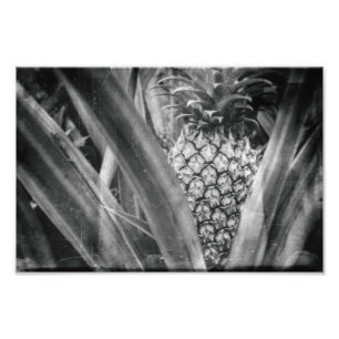 Ananas Monochrome Blätter und Früchte Küche Fotodruck