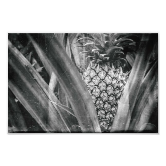 Ananas Monochrome Blätter und Fruchtküche Fotodruck (Vorne)