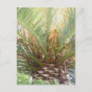 Ananas-Palmplakat Postkarte