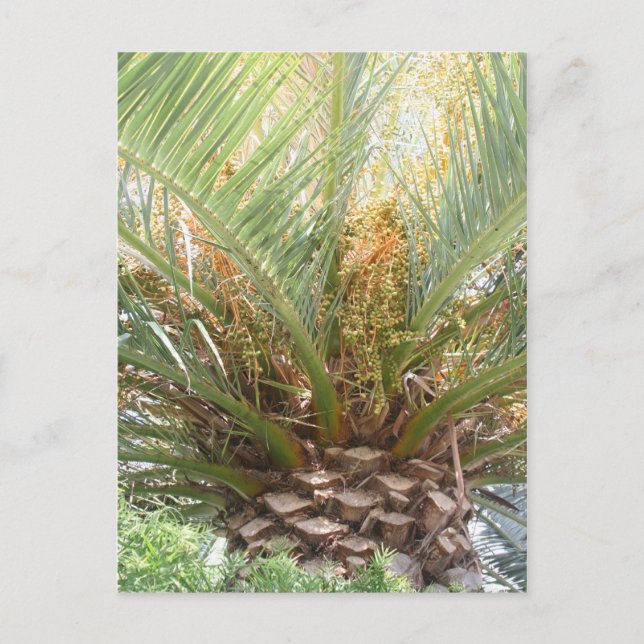 Ananas-Palmplakat Postkarte (Vorderseite)