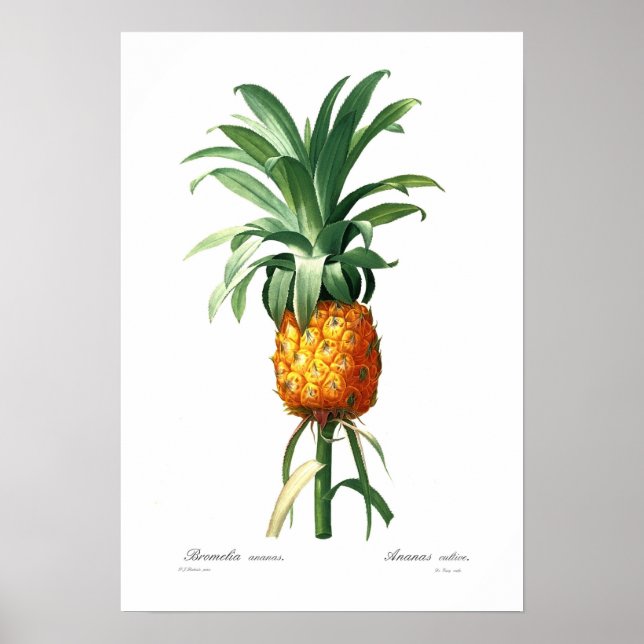 Ananas Poster (Vorne)