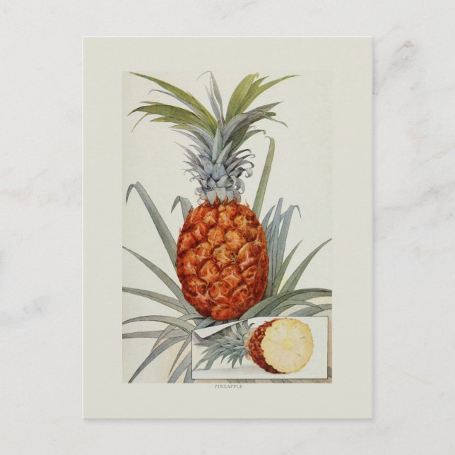 Ananas Postkarte (Vorderseite)