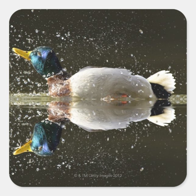 (Anas platyrhyncus),Schütteln nach Quadratischer Aufkleber (Vorderseite)